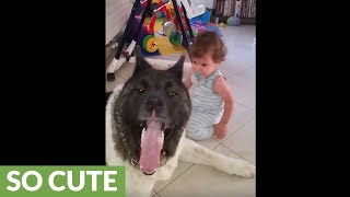 Akita shares precious interaction with baby [upl. by Anaik]