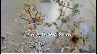 Saving Lettuce Seeds for Next Season gardening [upl. by Neeli]