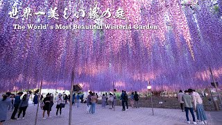 The Worlds Most Beautiful Wisteria Garden【Ashikaga Flower Park 2021】  4K [upl. by Mayworm]