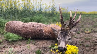 Medal Class Roebuck Hunting  Jagd für grosse abnorme Böcke [upl. by Pollard]