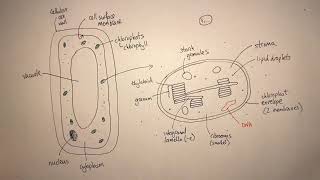 A Level Biology Photosynthesis Revision [upl. by Atteuqnas]