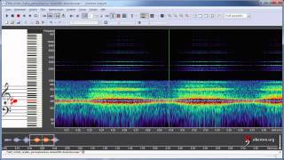 Cricket Sound Slowed Down 20x [upl. by Ecirtel]