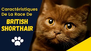 British Shorthair  Avantages et inconvénients prix des British Shorthair🐈 [upl. by Stormie614]