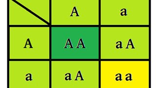 ¿Qué es la TABLA o CUADRO DE PUNNETT [upl. by Atnas]