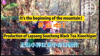 ｜Lapsang Souchong black tea｜Xiao Chi Gan production process｜TLifeTV [upl. by Almund253]