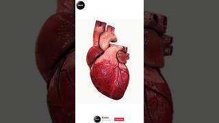 Heart heart heartstructure heartbeat fact anatomy science human humanbody regional cardiac [upl. by Asela]