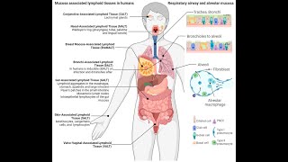 Mucosa associated lymphatic tissue MALT histology [upl. by Puto318]