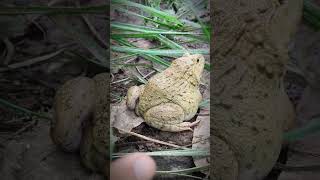 The last jumping frog laughs  funny frog jump  funny video [upl. by Jac]