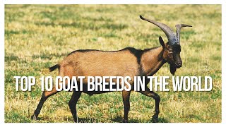 TOP 10 GOAT BREEDS IN THE WORLD [upl. by Bellis]