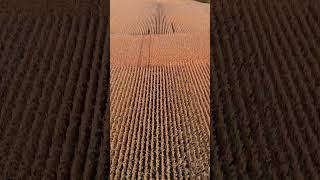 Corn Field Flyover cornfield droneview autumn [upl. by Yettie]