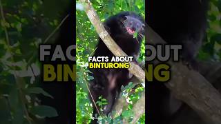 BINTURONG FATCS shorts short facts wildlife animals nature shortfeed shortvideo subscribe [upl. by Nikal]