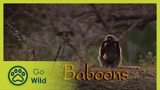 Baboons  The Whole Story 1113  Go Wild [upl. by Nessie]