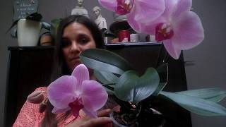 Repotting phalaenopsis orchid 3 years in medium [upl. by Yelsiap]