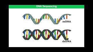 DNA Sequencing  Pyrosequencing [upl. by Ronoh]