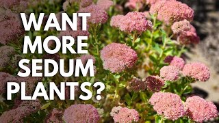 Plant Propagators Create New Sedum Plants for Free  Stem Sedum Cuttings ✂️😊 [upl. by Jurgen]