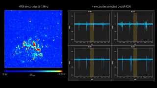 Salamander retina recorded with high resolution biosensor [upl. by Cece]