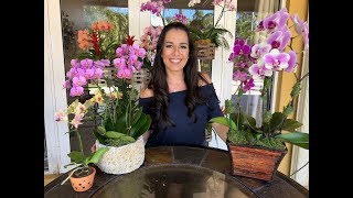 How to Care for Your Phalaenopsis Orchid  Orchid Care for Beginners  Orchid Diva [upl. by Artemisa]