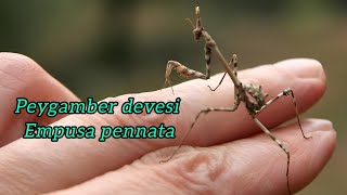 peygamber devesi böceği empusa pennata [upl. by Ettennat]