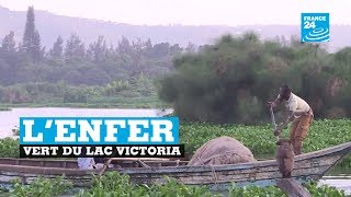 Au Kenya la jacinthe deau est un fléau pour les pêcheurs du lac Victoria [upl. by Pandich]