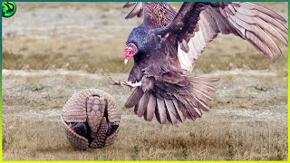 14 Fights Involving Anteaters Pangolins Aardvarks and Armadillos [upl. by Ainosal]