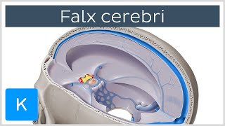 Falx cerebri Falx Cerebri  Human Anatomy  Kenhub [upl. by Dlanor]