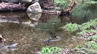 Chinook salmon spawning on East Fork Millicoma River November 2020 [upl. by Veno992]