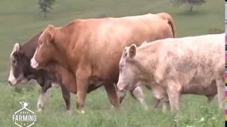 Fleckvieh Why Most farmers want this cow  Part 2 [upl. by Adnawal]