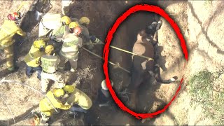 Firefighters Save Horse Trapped Upside Down [upl. by Ahsiryt]