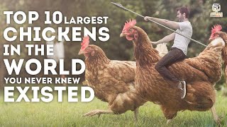 10 Largest Chickens in the World You Never Knew ExistedMust Watch [upl. by Sibyls]