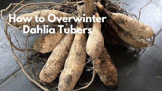 How to Overwinter Dahlia Tubers  How to Dig and Store Dahlia Tubers [upl. by Nilla60]