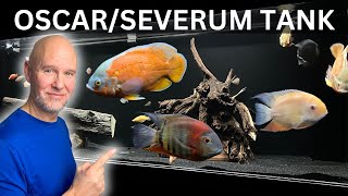 African Cichlids vs American Cichlids The Showdown [upl. by Cornia]