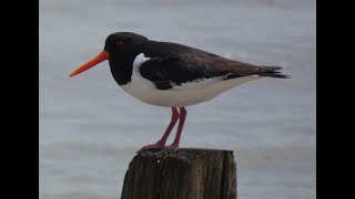 An Oystercatcher Story [upl. by Eiramlirpa]