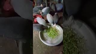 তিতির মুরগি  Guinea fowl  চীনা মুরগি  Birds Agro [upl. by Elma]