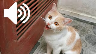 FEMALE CAT IN HEAT MEOWING MATE CALLING  PRANK YOUR PET [upl. by Pavior36]