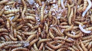 ASMR LIVE MEALWORMS  CRAWLING INSECT SOUNDS  SATISFYING SOUNDS NO TALKING  TENEMOL [upl. by Yednarb]