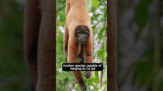 Woolly Monkey Fact 🐒 monkey animalfacts cuteanimals [upl. by Antebi]