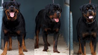 ROTTWEILER STUD [upl. by Elohcin]