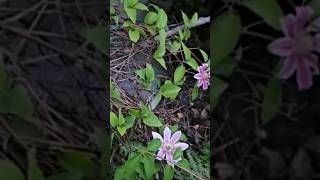 Clematis Care  5 Clematis Tips and Tricks [upl. by Hootman591]