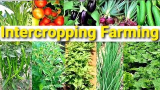 Intercropping Farming  How To Grow More Food in Your Vegetables Garden Six Crops in One Place [upl. by Frick]