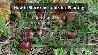 Storing sweet chestnuts Castanea for use as seed [upl. by Jolene416]