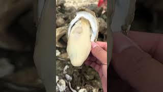 The Best Oyster Meat shortsfeed youtubeshort oysters [upl. by Gamal]