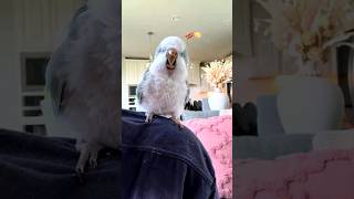 This parrots reaction to bacon pancakes is too cute ❤️ [upl. by Ayocat]