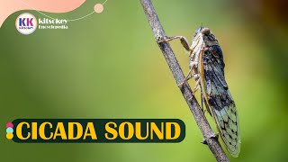 Cicada sound cicada sounds summer cicada sound Sounds of the cicada [upl. by Eimrots]