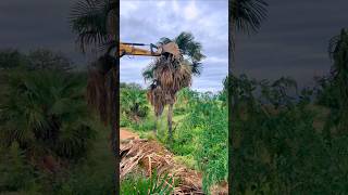 Road construction excavator clears roadside palm trees [upl. by Finstad]