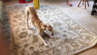 10 Funniest Whippet Videos  Funny Animals [upl. by Muna]