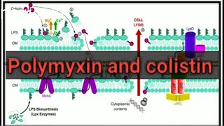 Polymyxin and colistin antibiotics UrduHindi [upl. by Tannen]