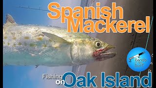 Spanish Mackerel October on Oak Island [upl. by Aisyla]