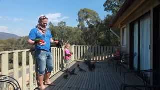 Hand Feeding Wild Australian Parrots [upl. by Nareik]