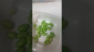 PEA PODS video nature asmr beans youtube sweet [upl. by Cory499]