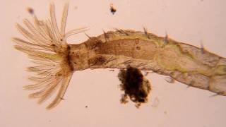 Freshwater polychaete worm [upl. by Adolphe]